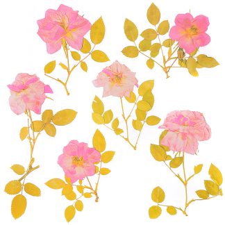 Набор наклеек для творчества "Гербарий. Розовые Розы" до 10x20 см, ПВХ, в пластиковом пакете с блистерным подвесом, ассорти 6 дизайнов
