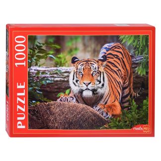 Пазлы 1000 "Суматранский тигр"